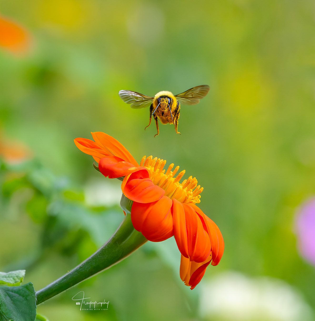 Bumblebee flying above a flower
