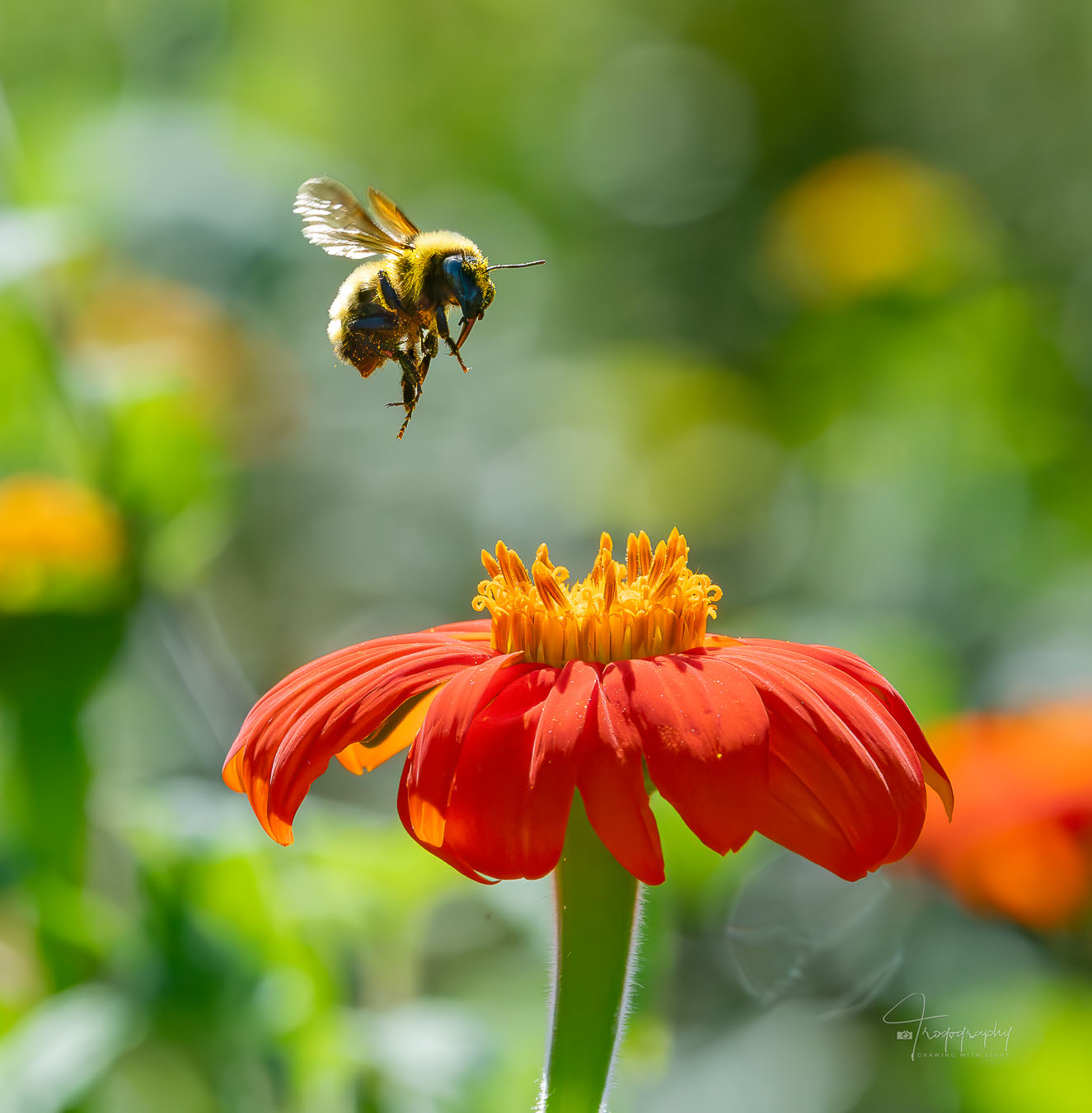 Bumblebee flying above a flower
