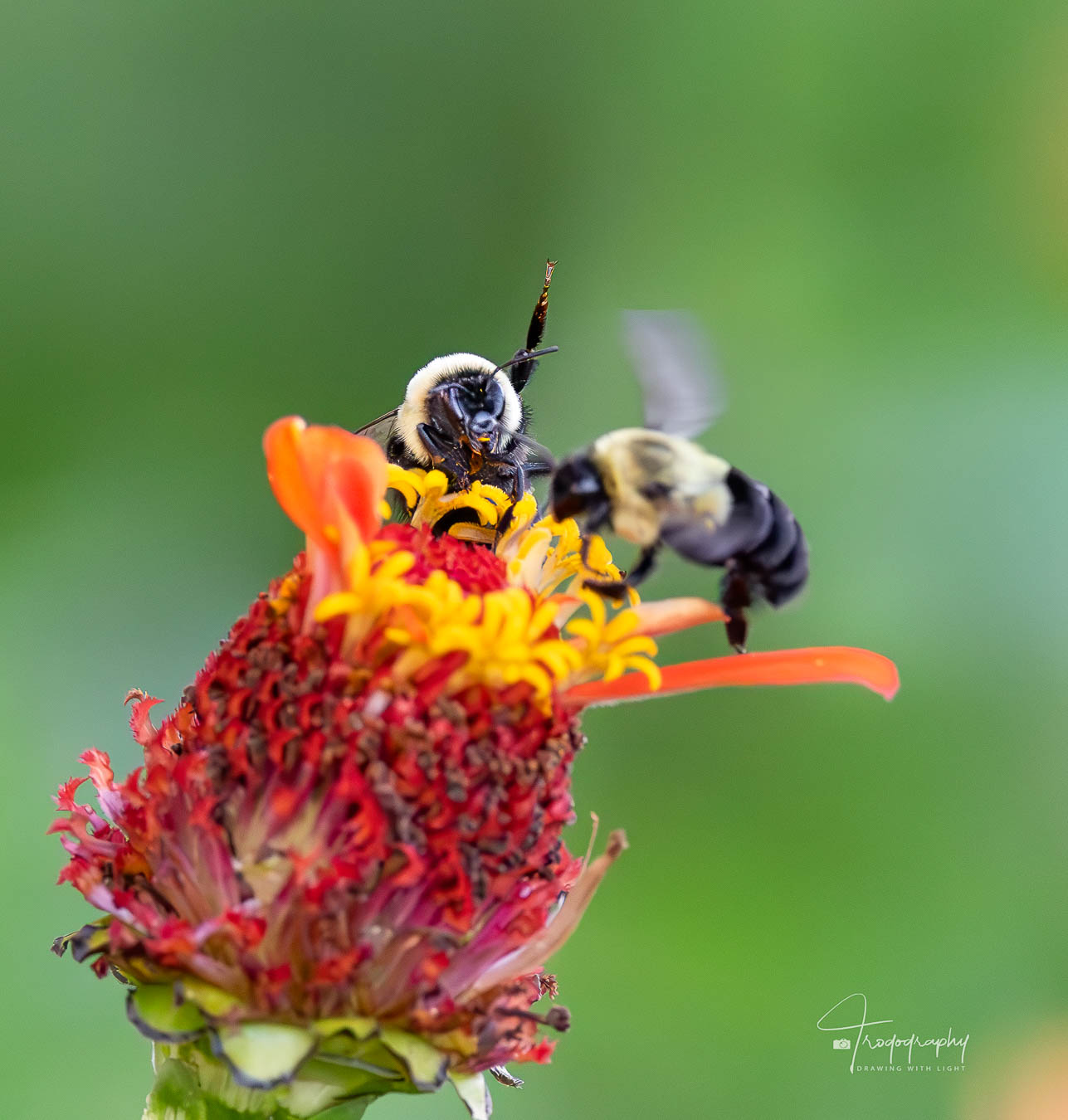 Bumblebee raising its leg in a defensive move