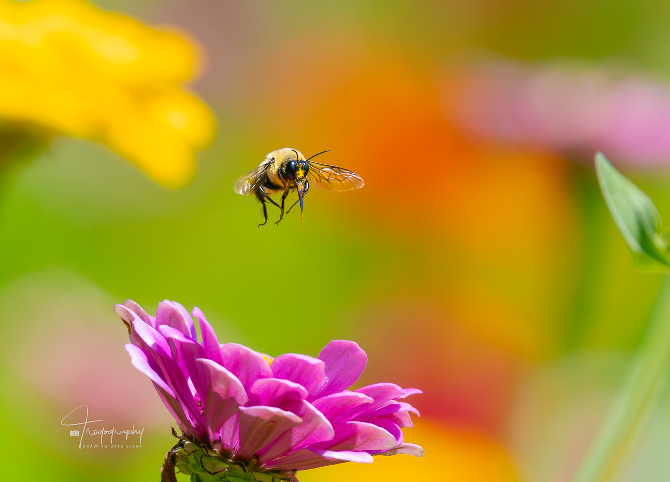Bumblebee flying through the summer flowers