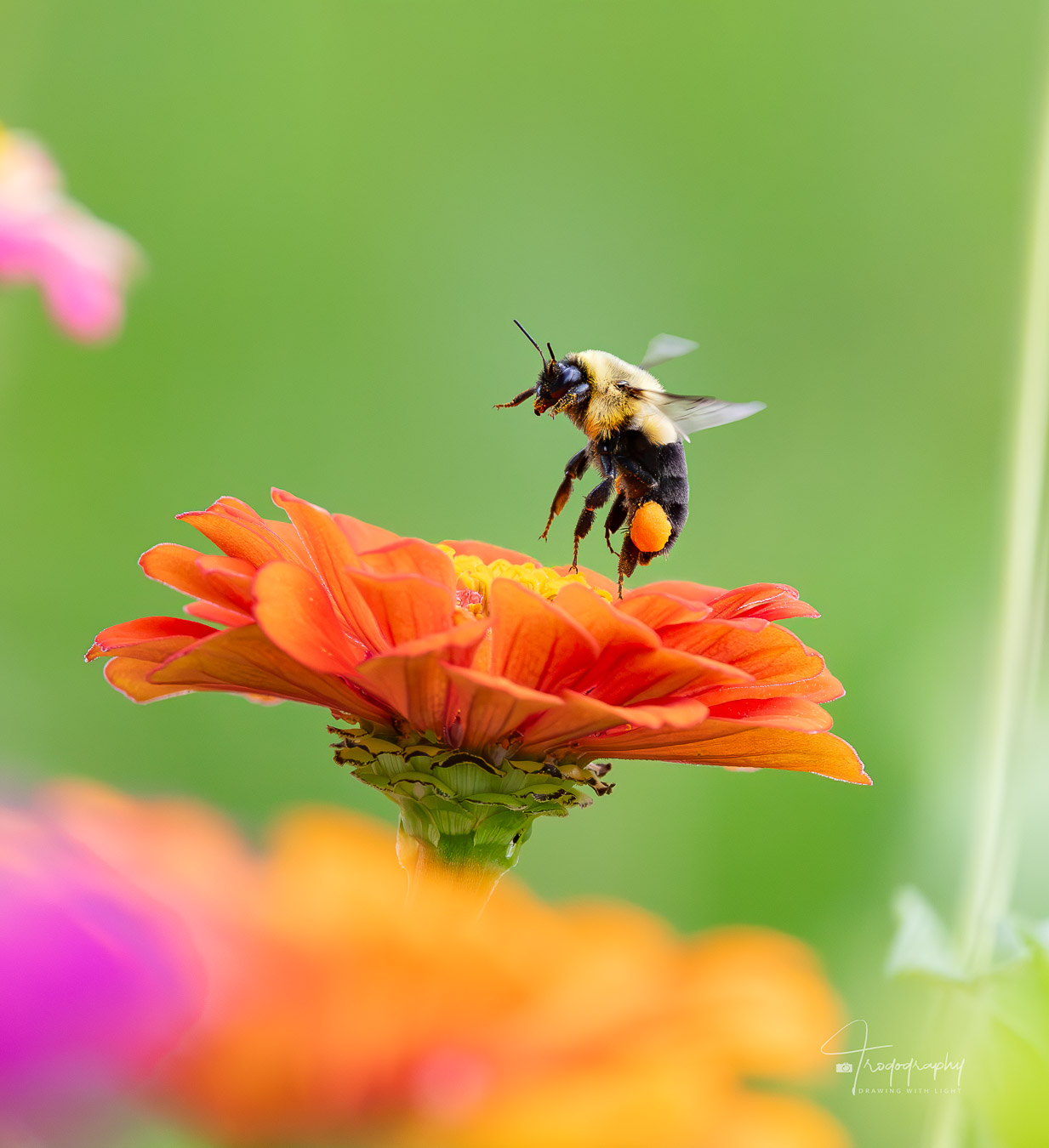 Bumblebee with pollen sacs lifting off from a flower