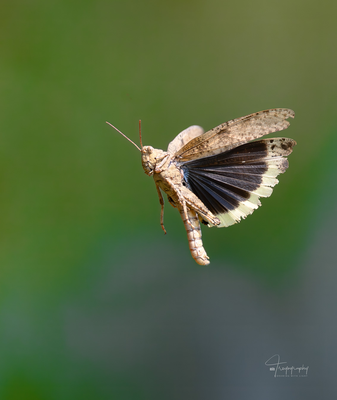 Bird Grasshopper captured in mid-flight