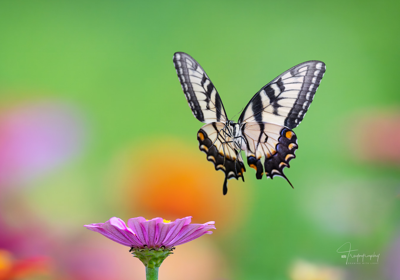Eastern Tiger Swallowtail flying through the flowers
