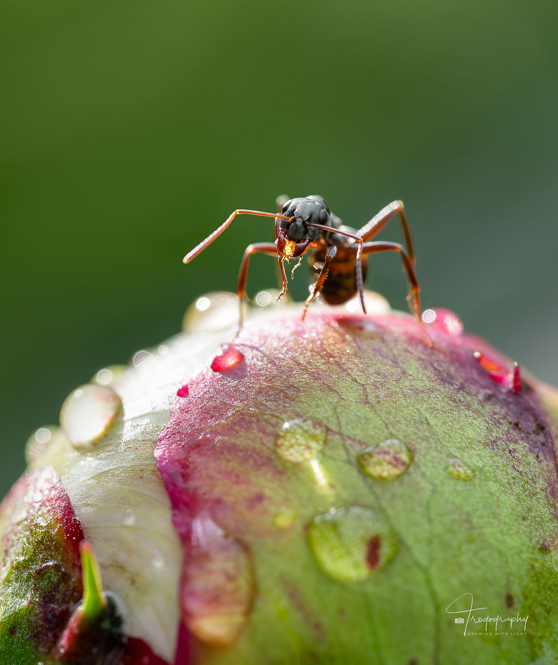 Ant on a peony with raindrops