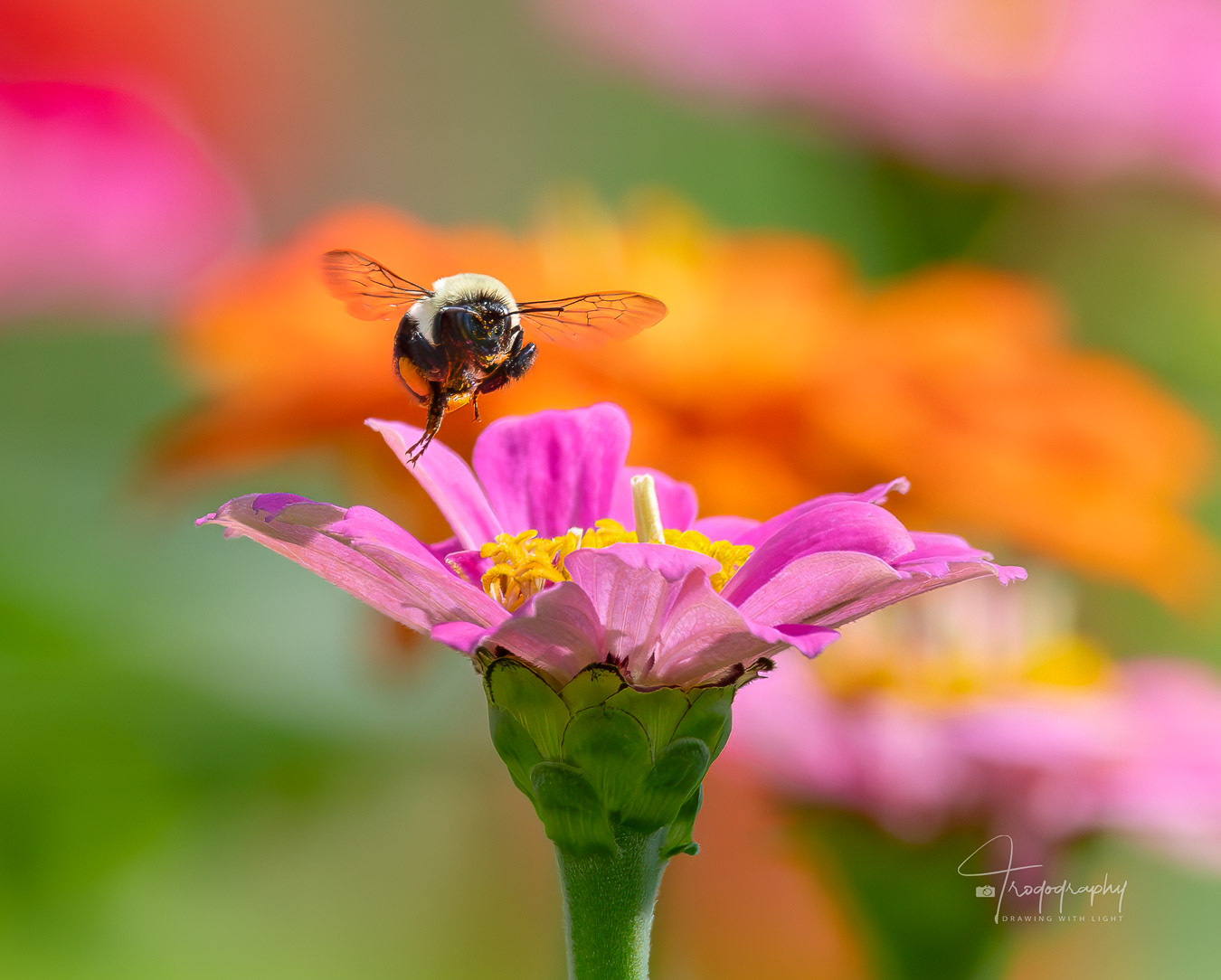 Bumblebee flying above a flower