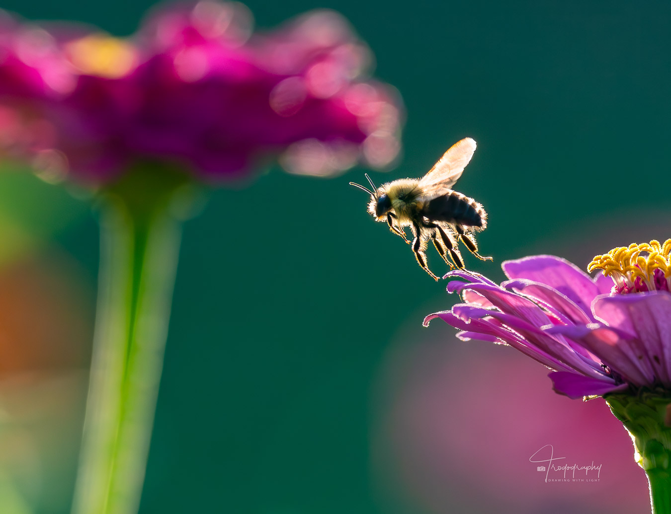 Rimlight on Bumblebee lifting off from a flower
