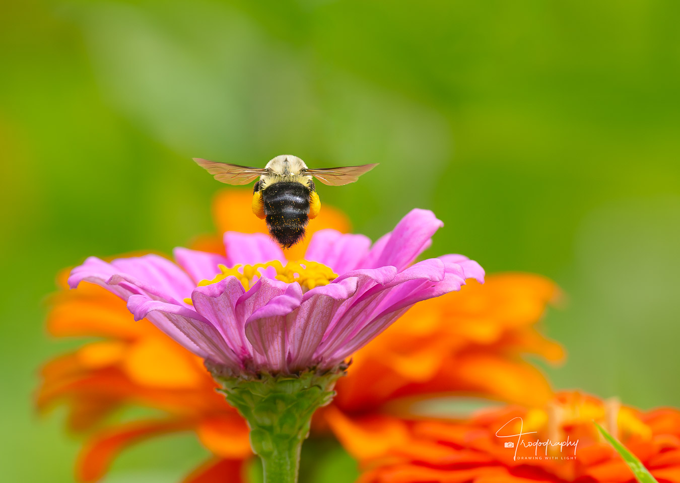 Bumblebee with pollen sacs lifting off a flower