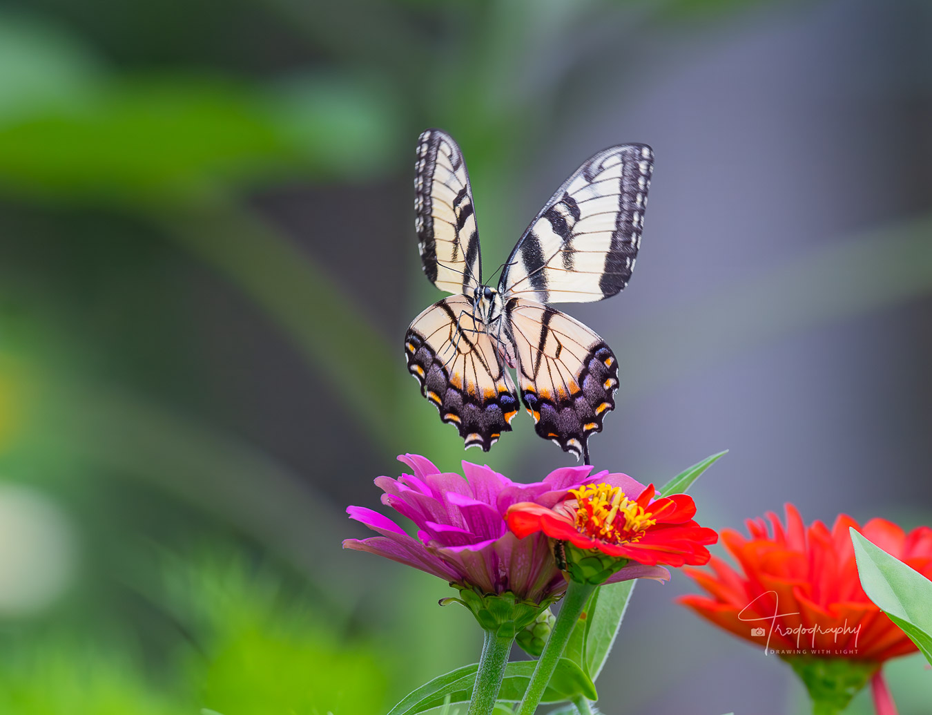 Eastern Tiger Swallowtail flying through the flowers