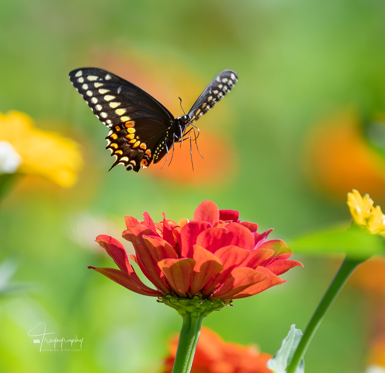 Black Swallowtail through the flowers