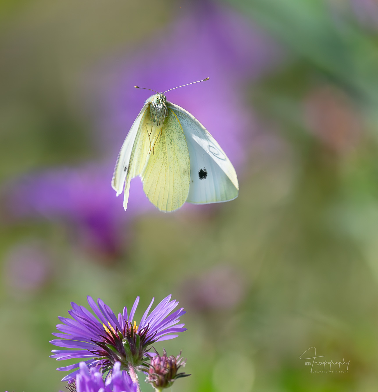 Cabbage White Butterfly in flight