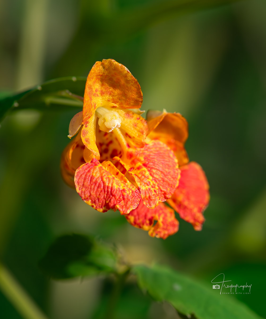 Spotted Touch-me-not aka Jewelweed