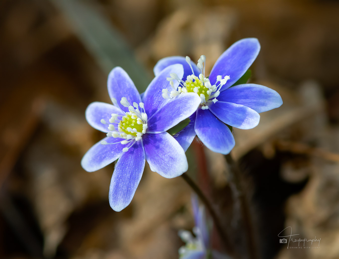 Liverwort in northern IL forest