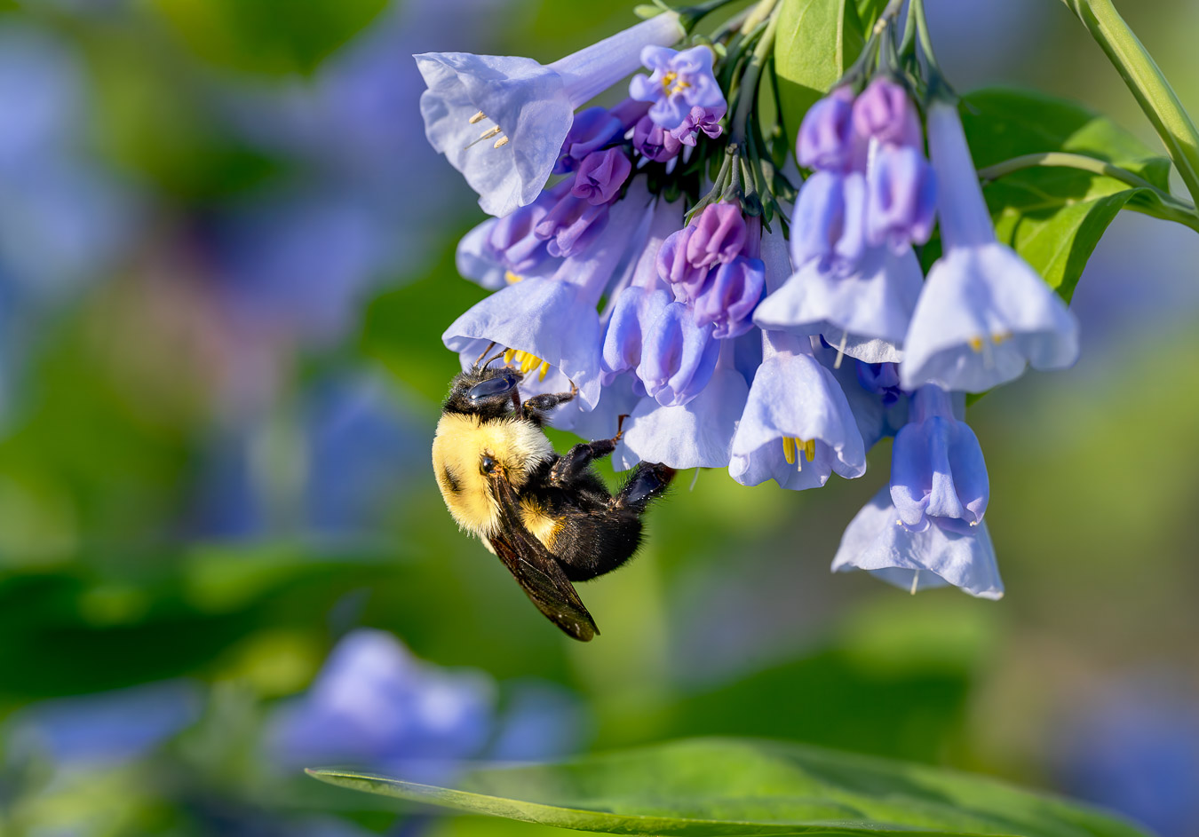 Bumblebee on Virginia Bluebells