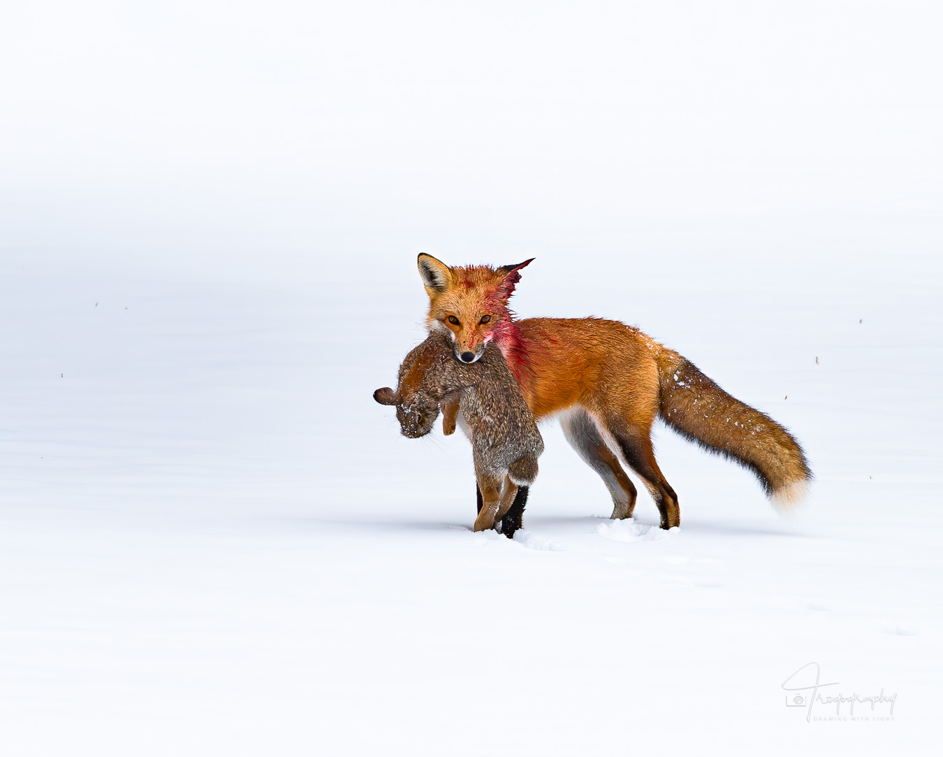 Circle of life with a Red Fox