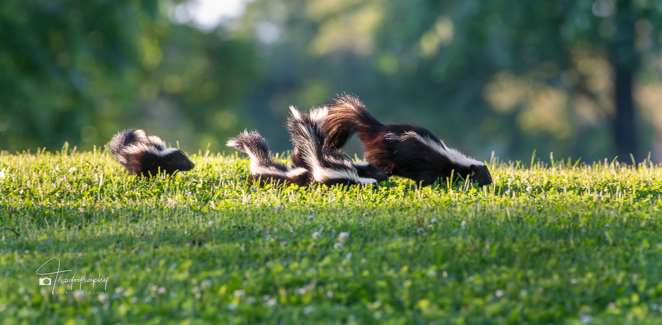 Mama Skunk with her kits