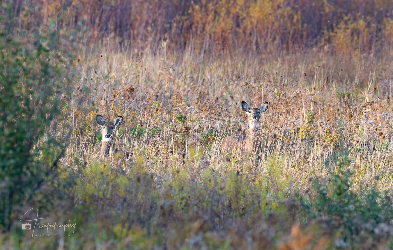 Deer in autumn field