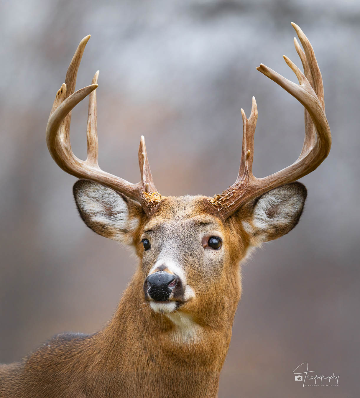 Buck with a nice rack