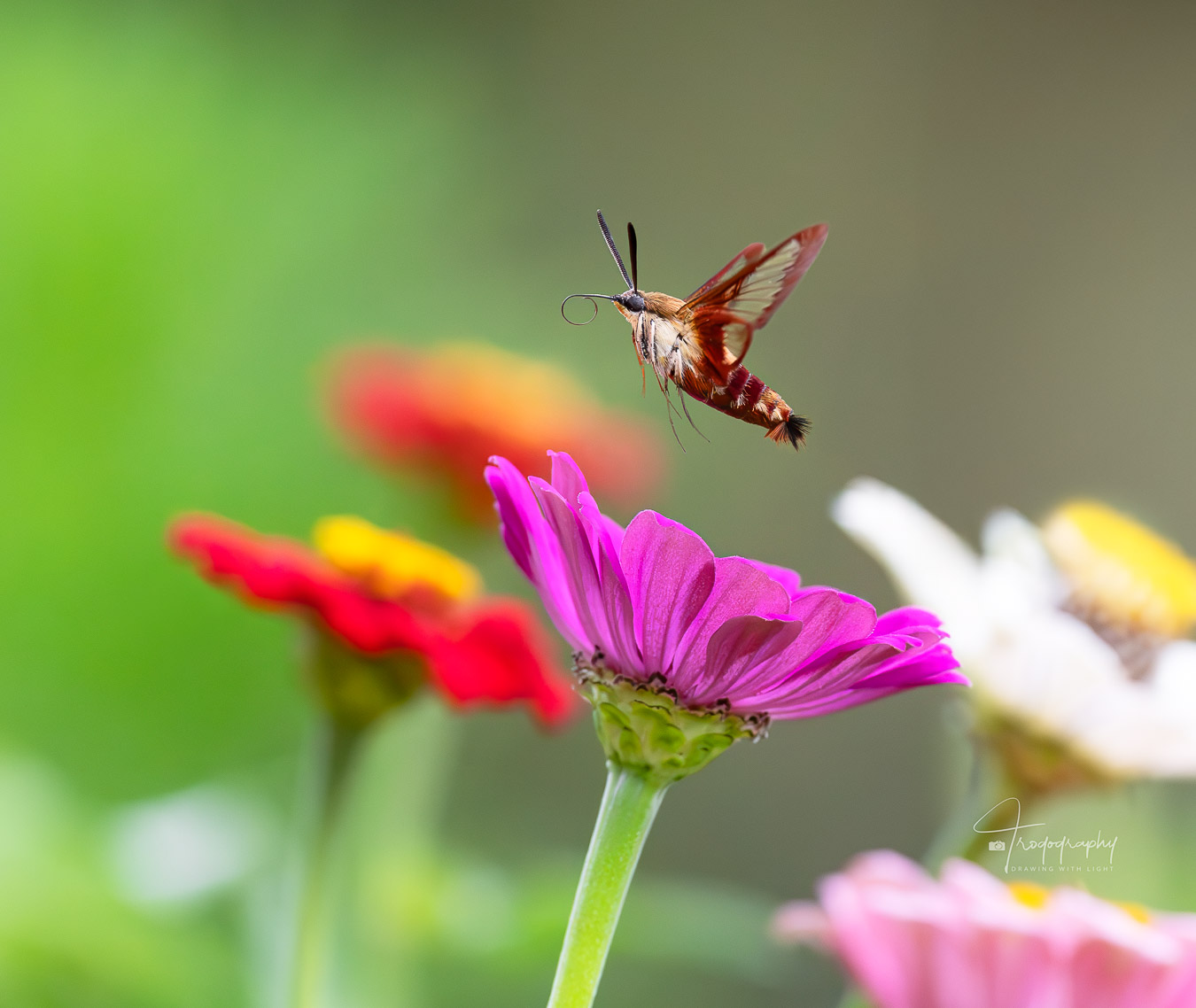 Hummingbird Moth in flight