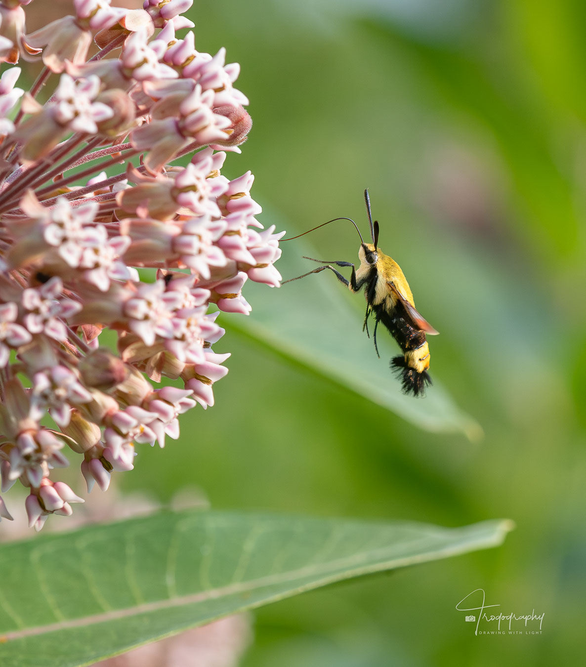 Hummingbird Moth on a Milkweed