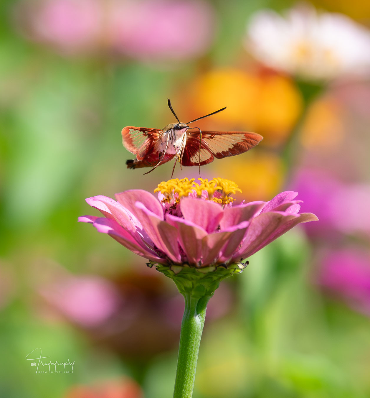 Hummingbird Moth approaching a flower