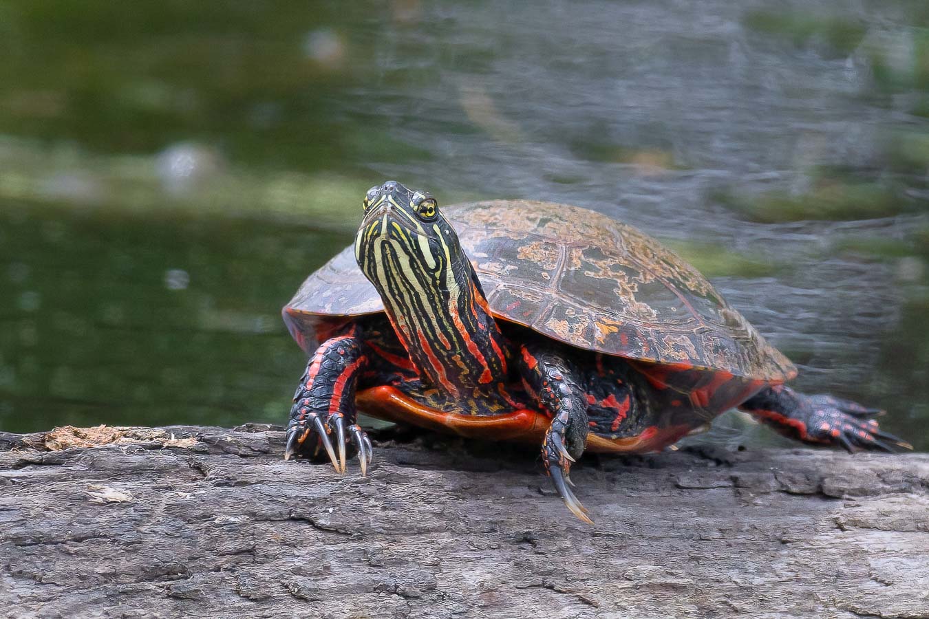 Painted Turtle on a log