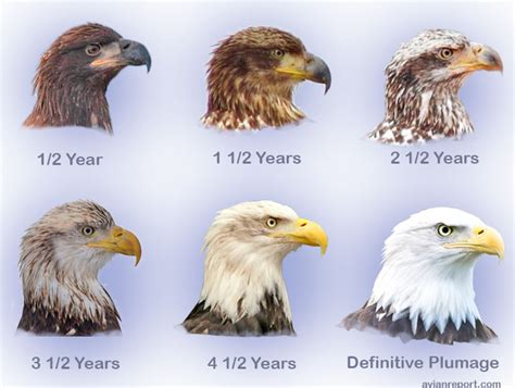 Plumage and Age of Bald Eagles