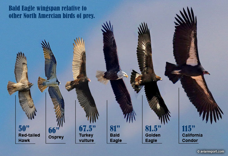 avian-report-bald-eagle-relative-wingspan (trogography) Chart that compares wingspans of birds of prey