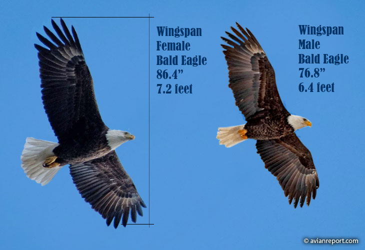bald-eagle-male-female-wingspan (trogography) Image showing the difference in bald eagle wingspans