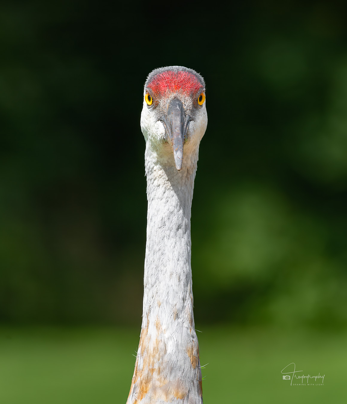 Portrait of Sandhill Crane