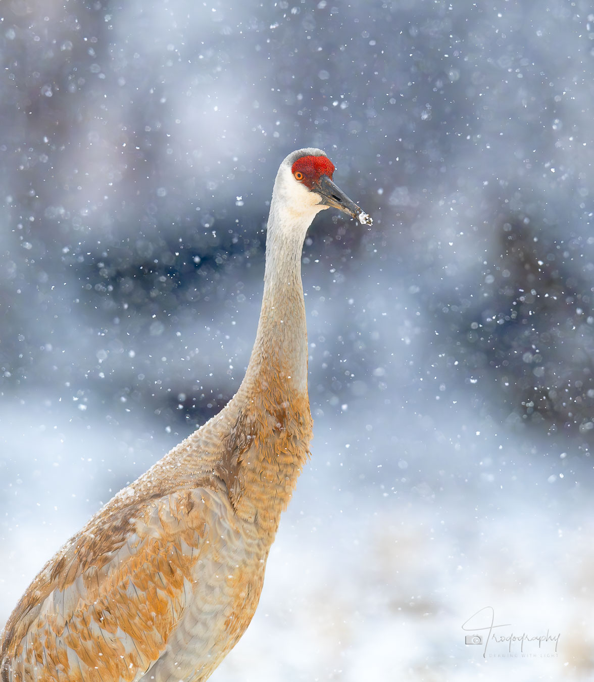 Sandhill Crane in the soft falling snow