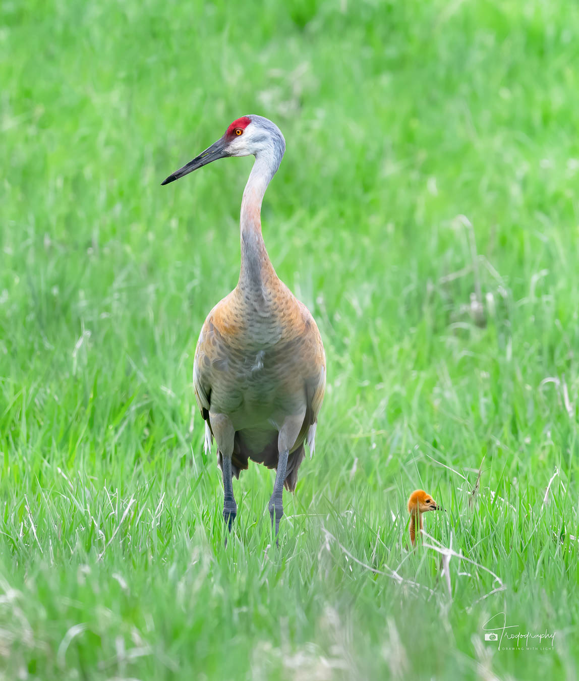 Sandhill Crane and its little colt