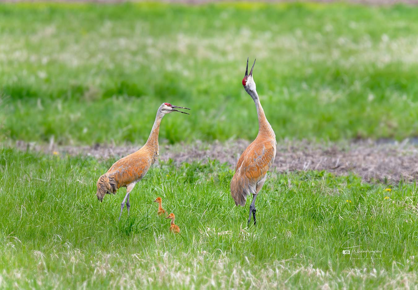 Two Sandhill Cranes lettin' out their rattlin' bugle call