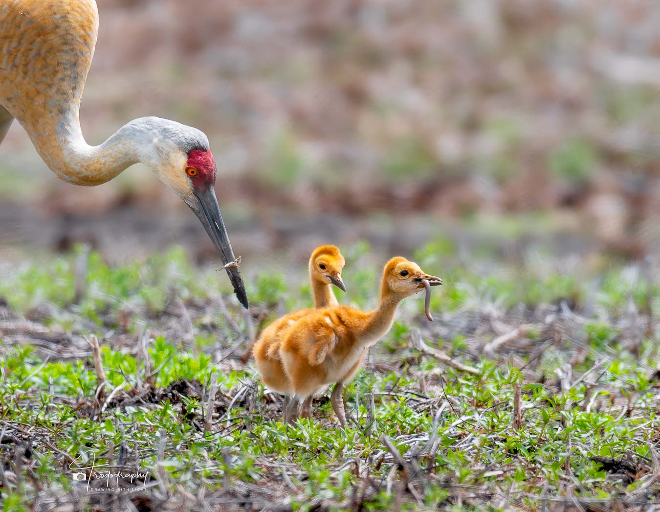 Sandhill Crane colt with a worm