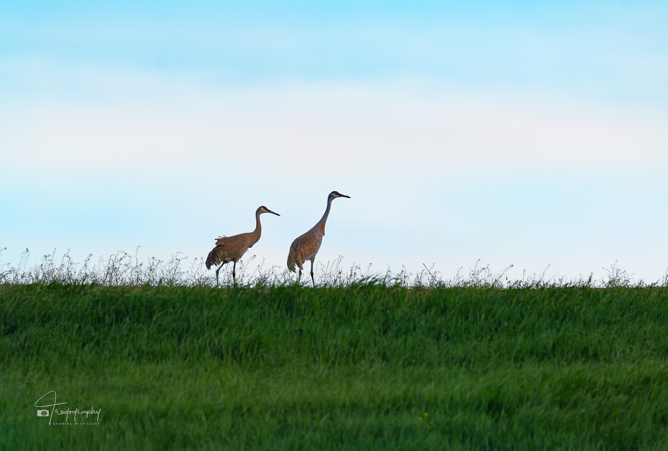 Two Sandhill Cranes taking in the spring sunset