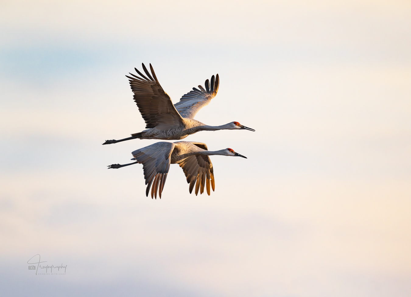 Two Sandhill Cranes in flight back to their roost