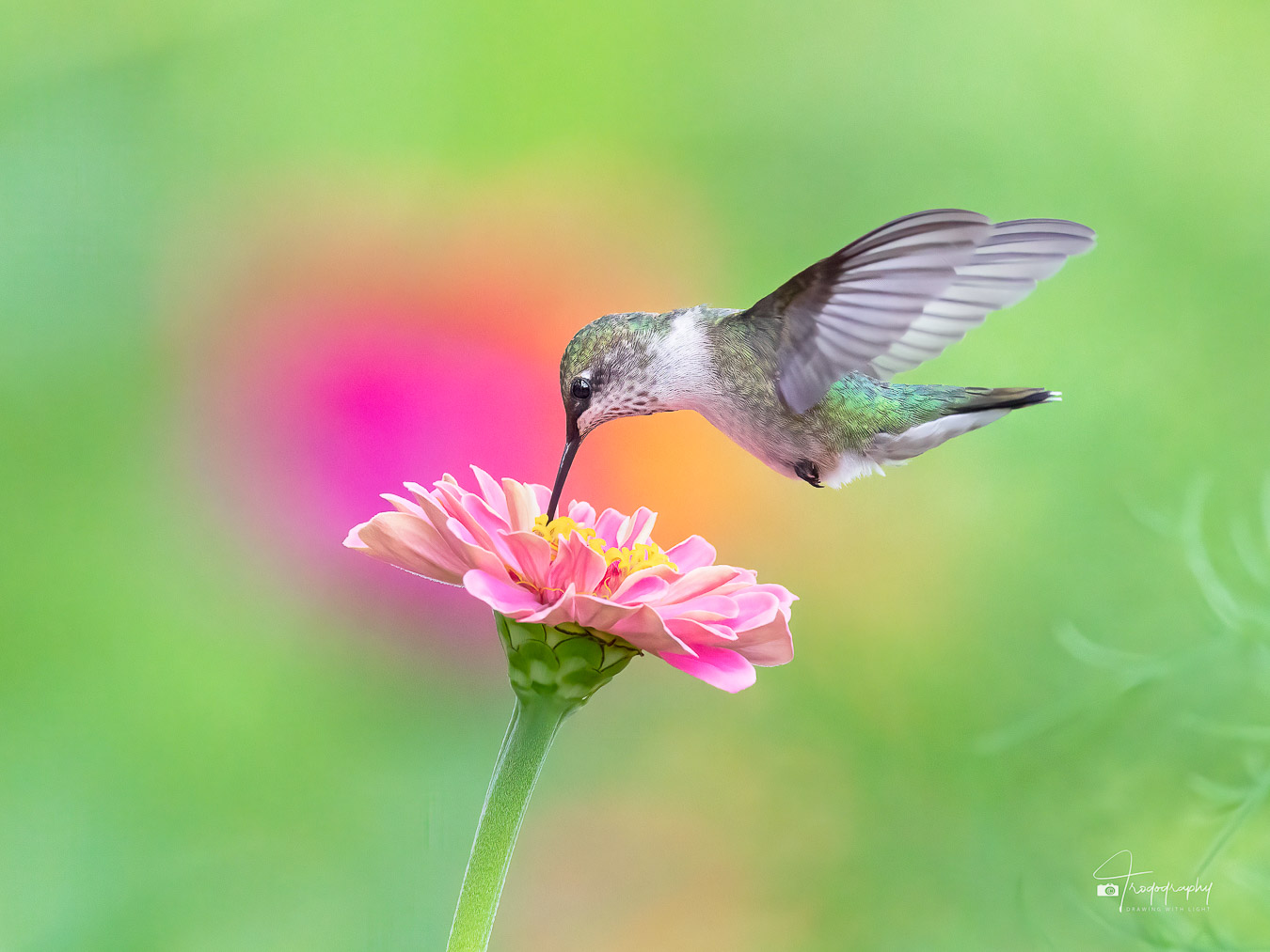 Ruby-throated Hummingbird poking a flower