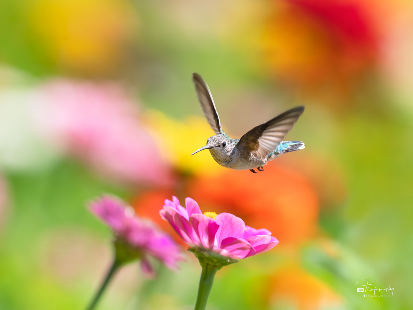 Ruby-throated Hummingbird hovering over a flower