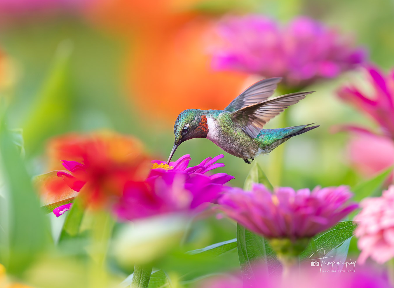 Male Ruby-throated Hummingbird in the flowers