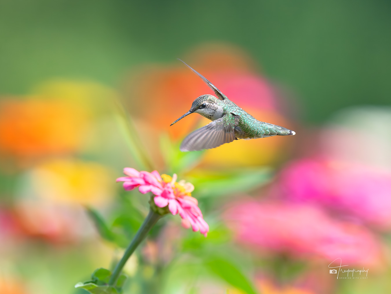 Ruby-throated Hummingbird hovering over a flower
