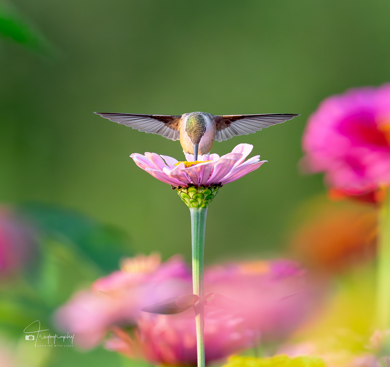 Ruby-throated Hummingbird and symmetry in motion