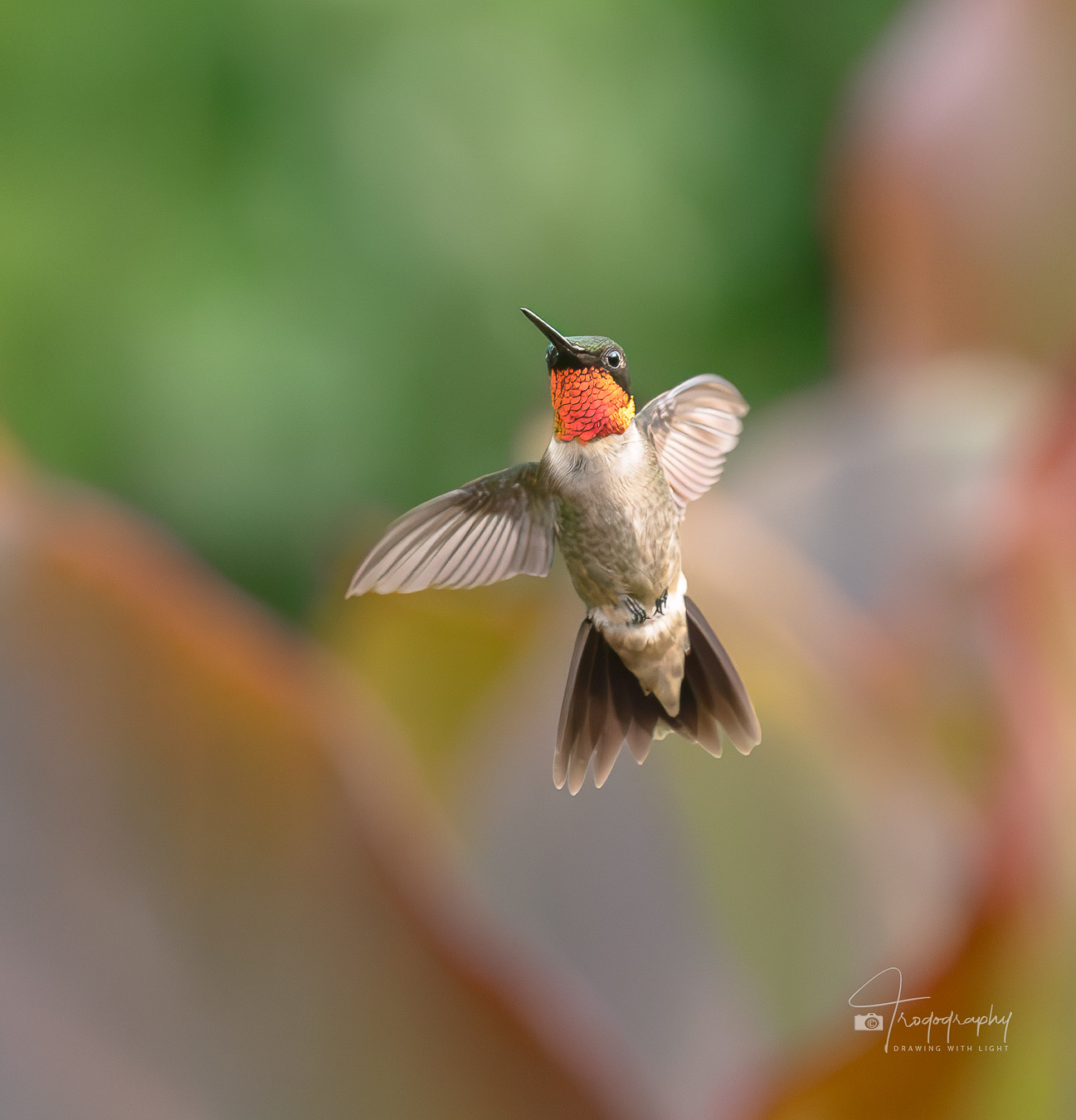 Male Ruby-throated Hummingbird hovering