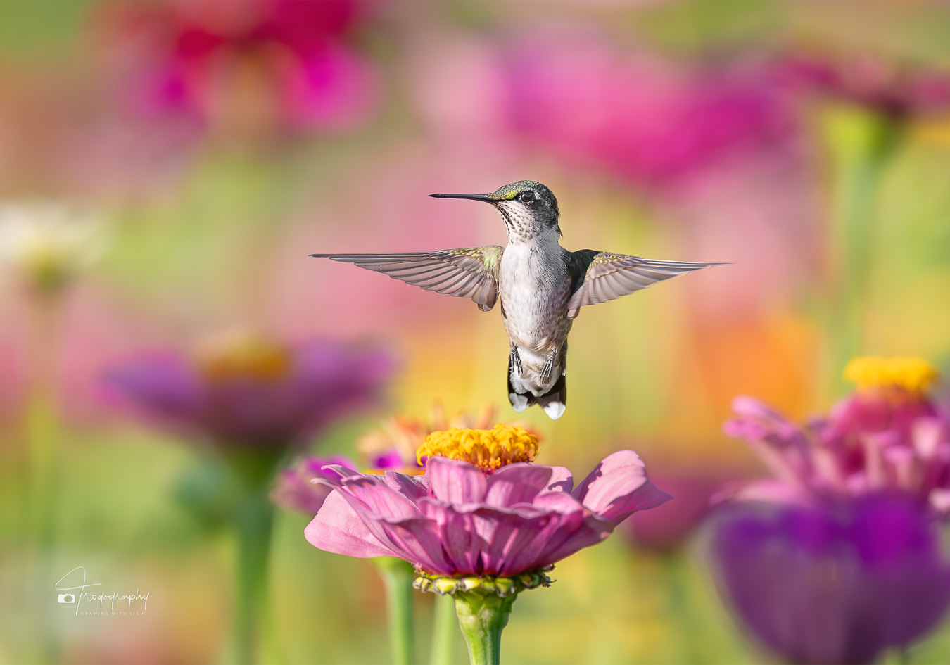 Juvenile Ruby-throated Hummingbird hovering in the flowers