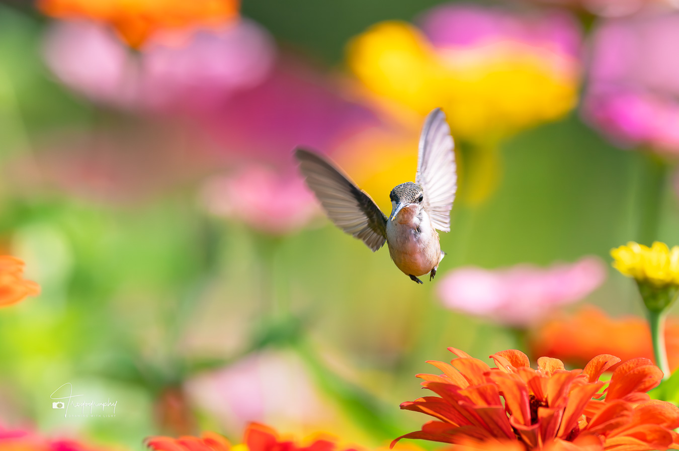 Juvenile Ruby-throated Hummingbird hovering in the flowers