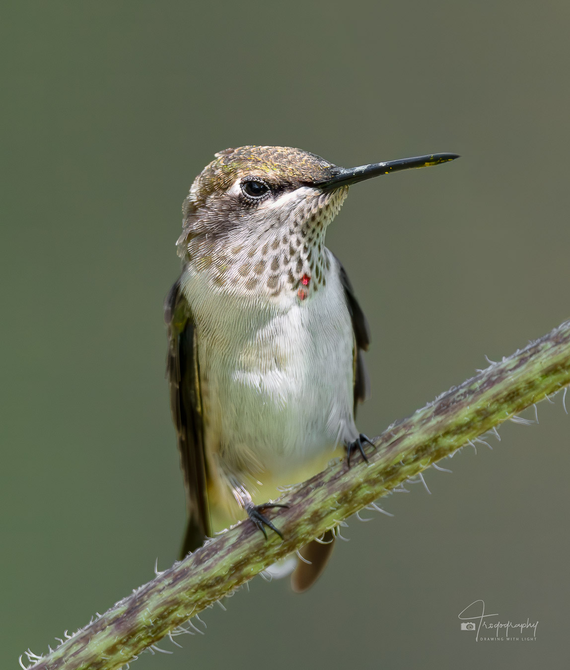 Eyelashes of a Ruby-throated Hummingbird