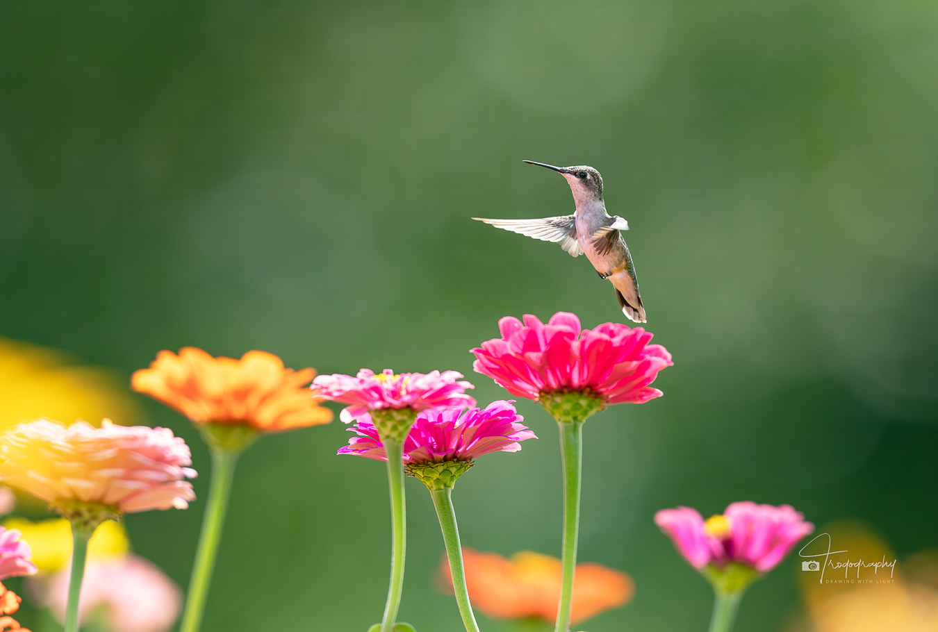 Ruby-throated Hummingbird conducting the flower orchestra