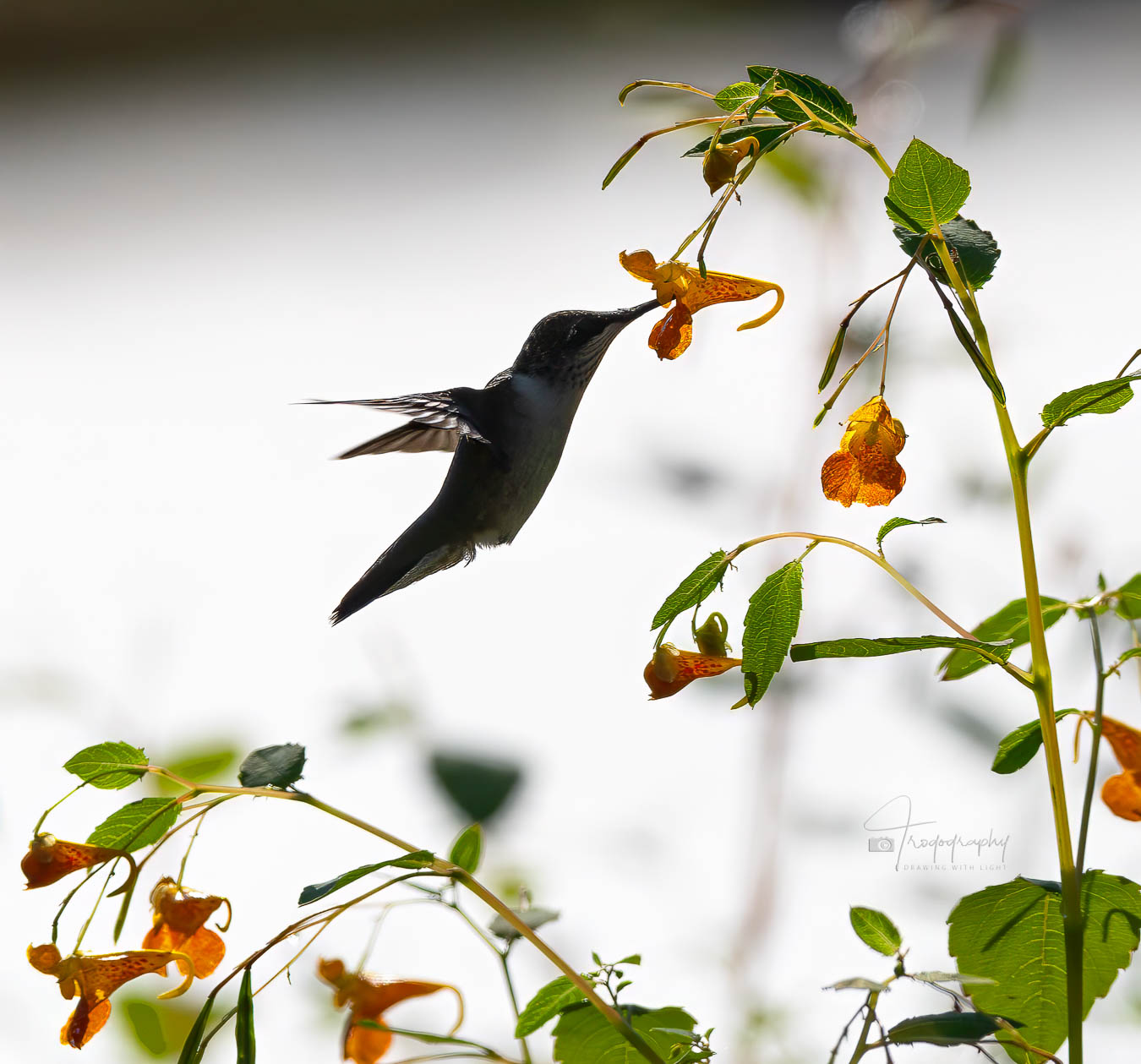 Ruby-throated Hummingbird in a jewelweed