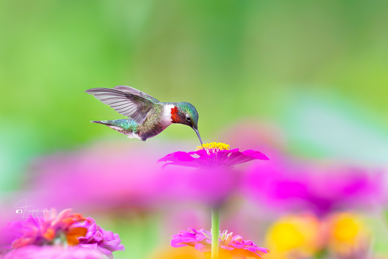 Ruby-throated Hummingbird in a cloud of flowers