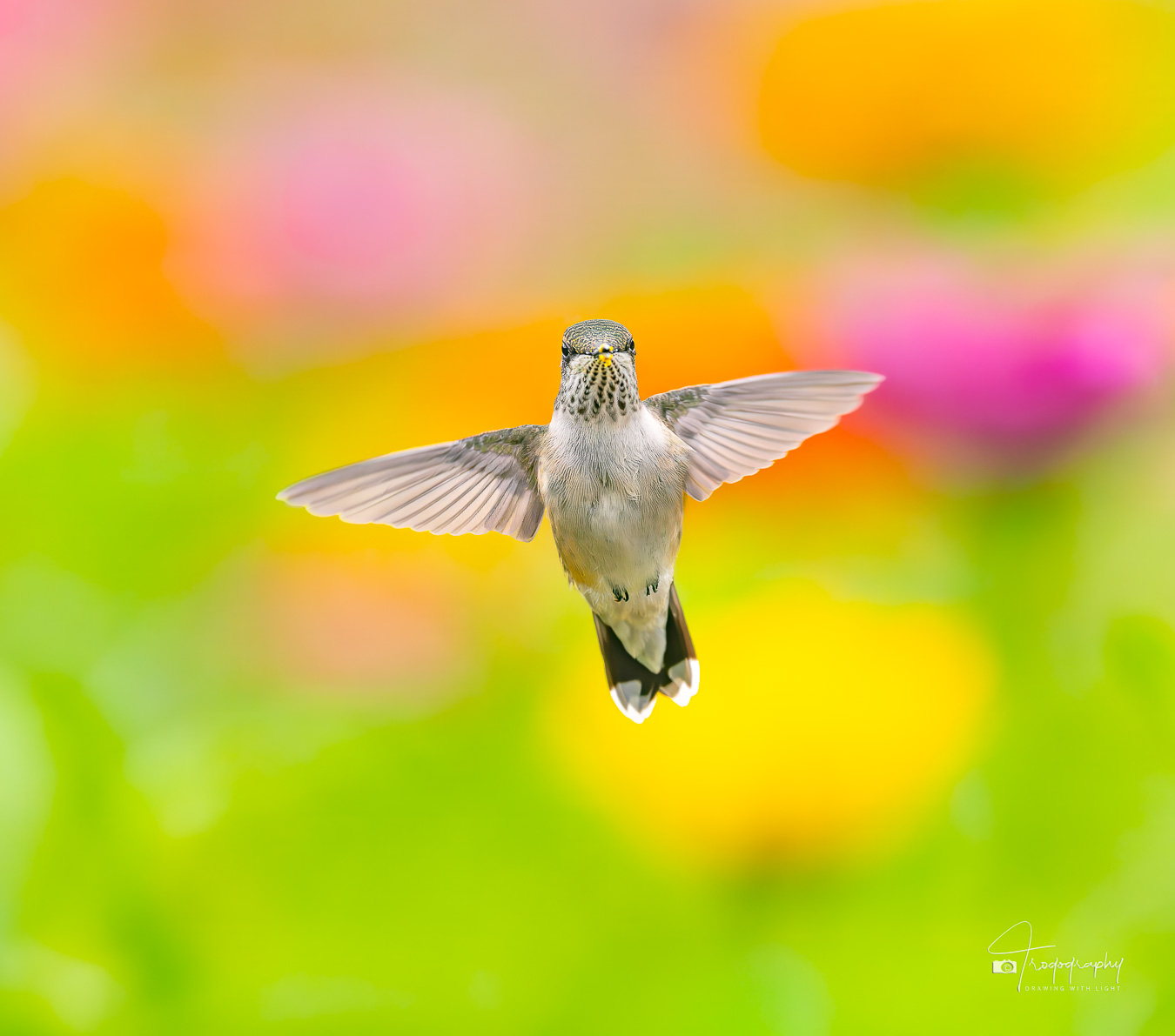 Ruby-throated Hummingbird hovering among the colors