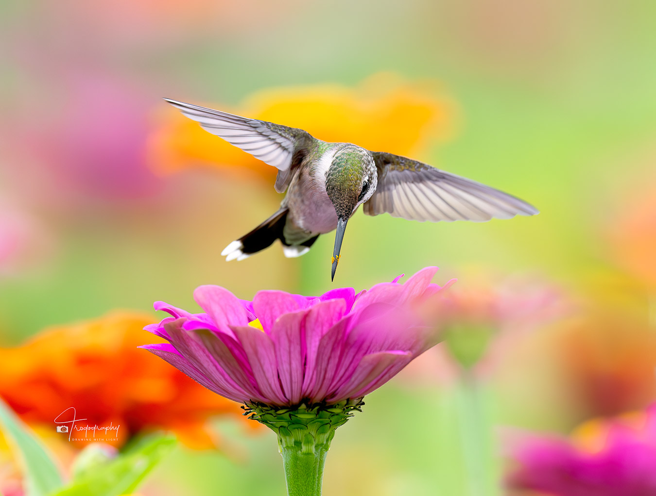 Ruby-throated Hummingbird with necar on its beak