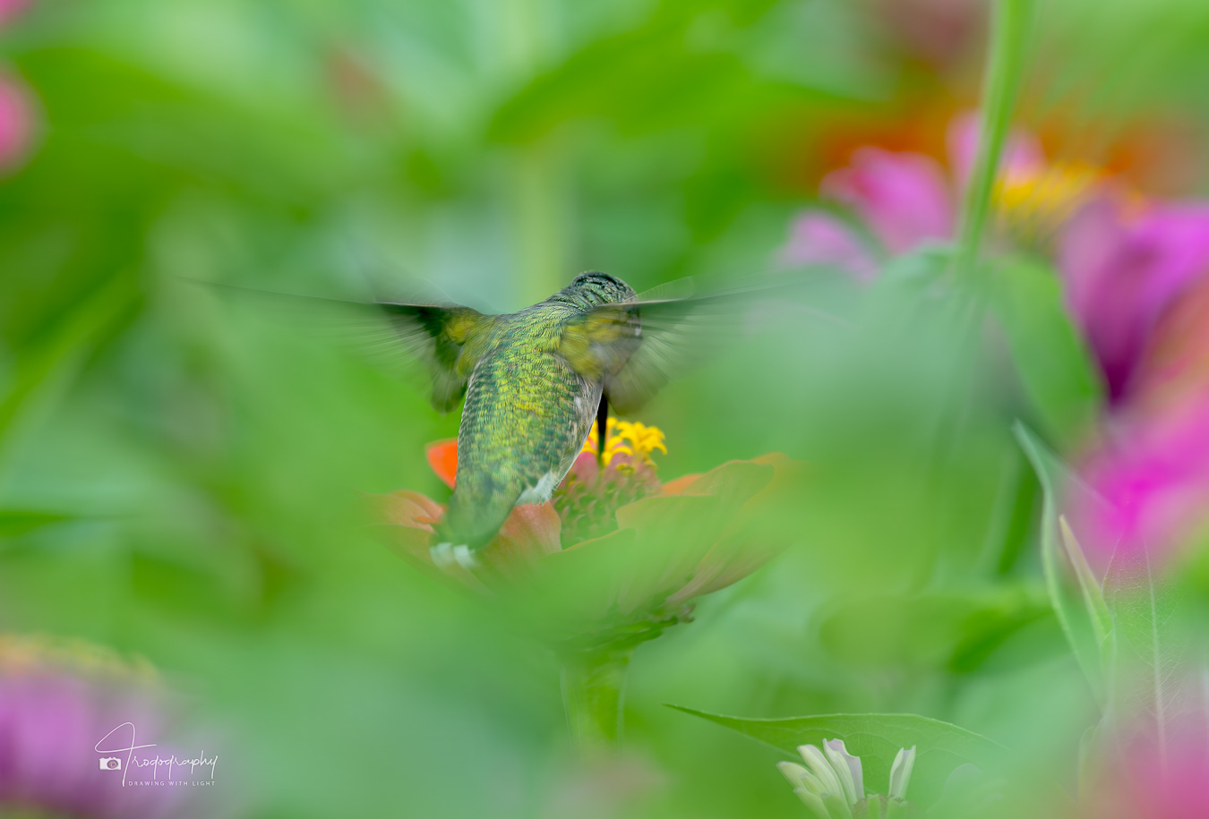 Ruby-throated Hummingbird in motion with a long shutter speed